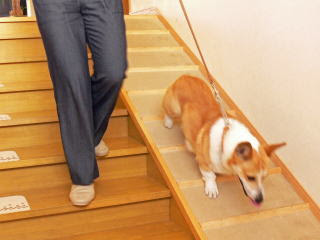 犬連れ旅行のススメ 淡路島宿泊編4 ペンション山 コーギー犬koro隊長がゆく