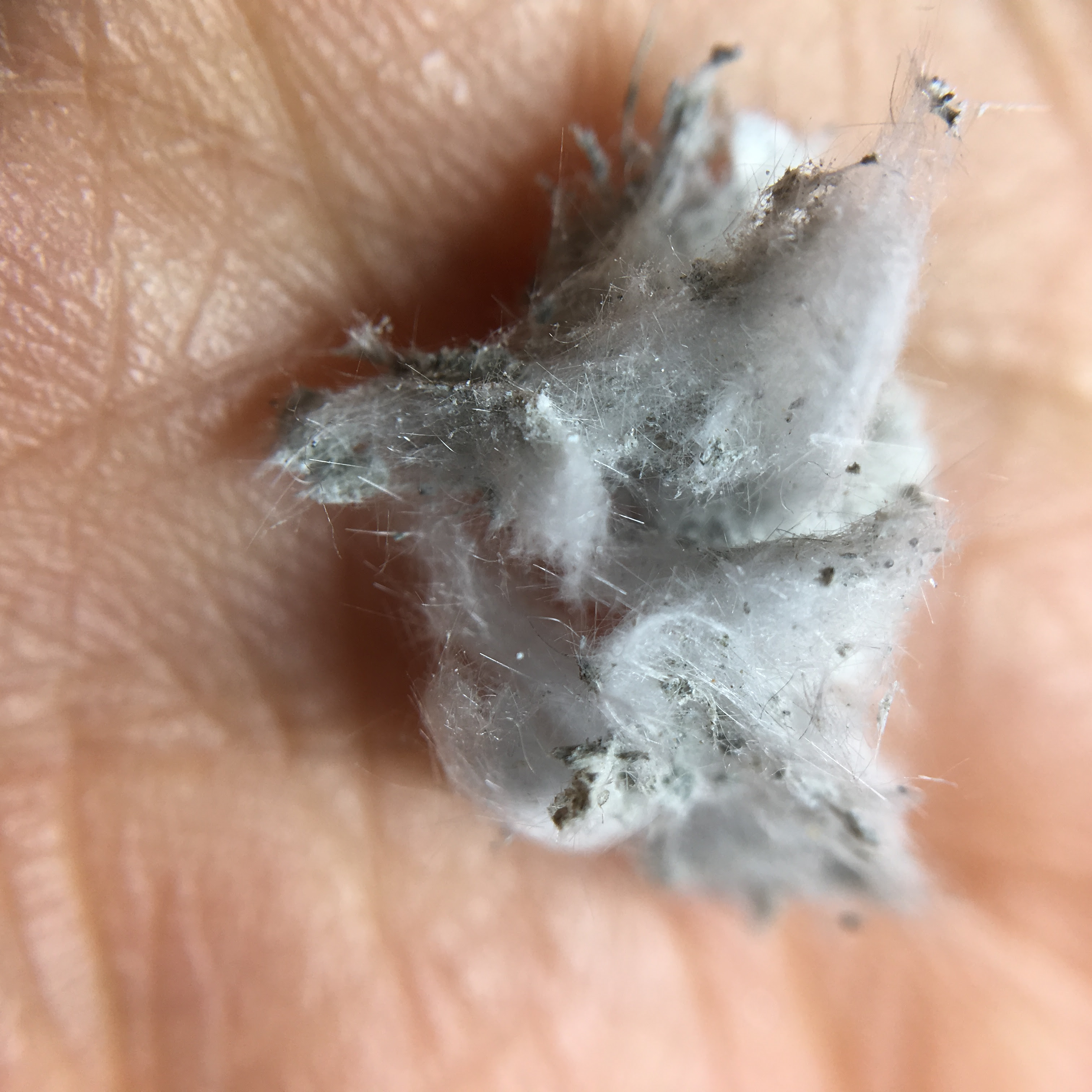 アスベストの天井裏で作業 電気屋さんのひとりごと