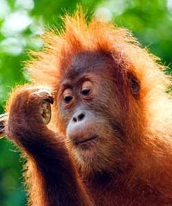 Animals Of The Rainforest Canopy - 25 Fascinating Amazon Rainforest Facts | International ... - A rainforest is one of the most they share several defining characteristics: