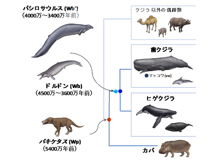 クジラの海洋適応に伴うタンパク質進化のしくみを解明 立命館大学
