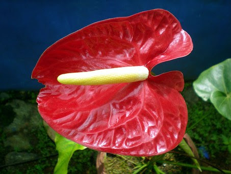 アンスリウムの葉っぱが広がる原因と対処方法とは 植物navi