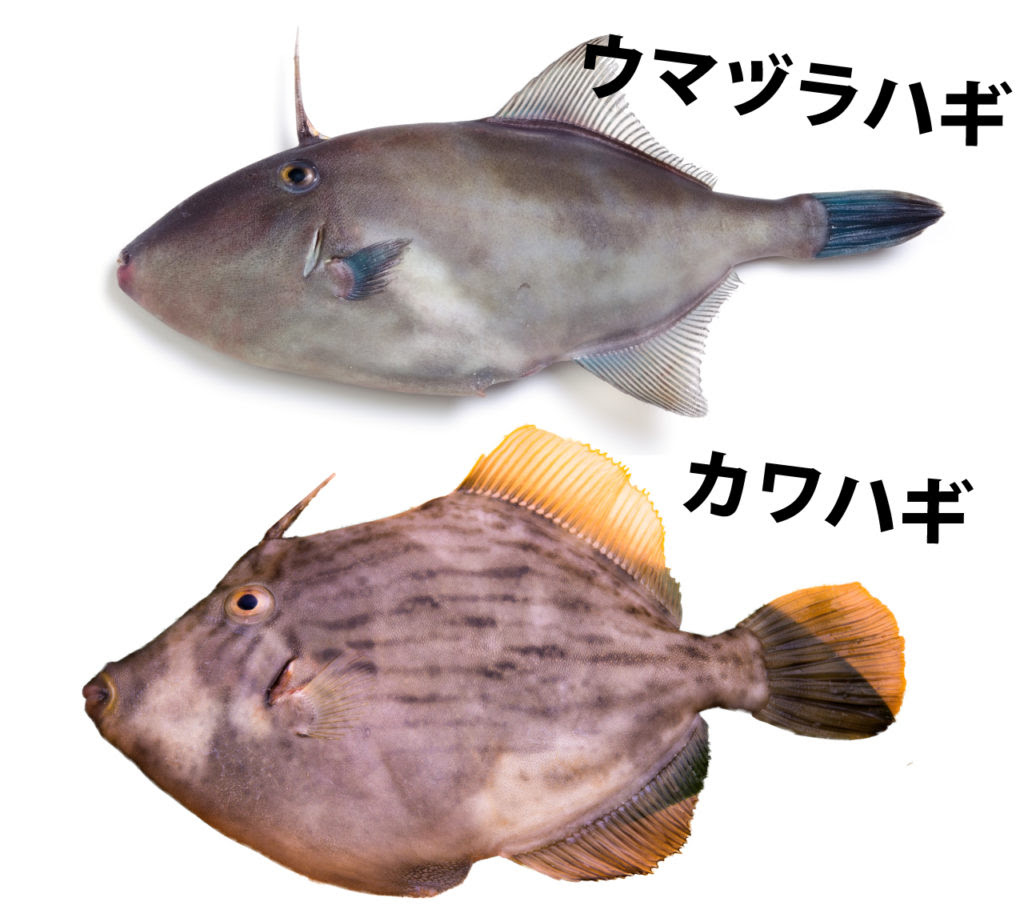 ウマヅラハギは旨い カワハギとの違い 食べ方を魚屋が解説