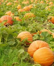 Hanks pumpkin town