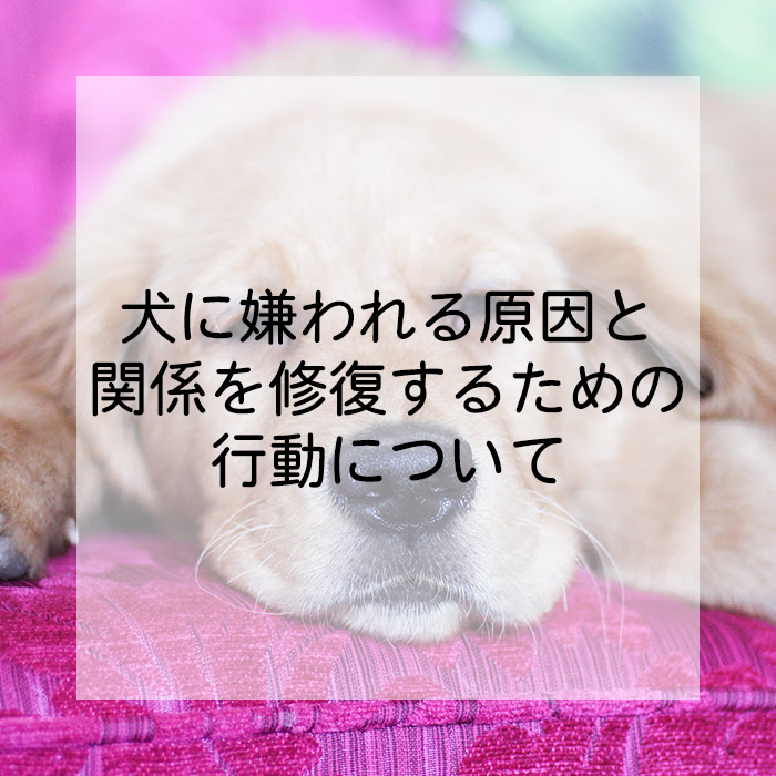 もしかして愛犬に嫌われてる 犬に嫌われる原因と 関係を修復するための行動について