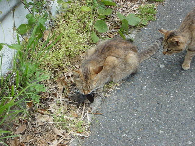 野良猫の保護は寄生虫との闘い