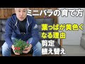 √ ミニバラ 咲かない 286435-ミニバラ 咲かない