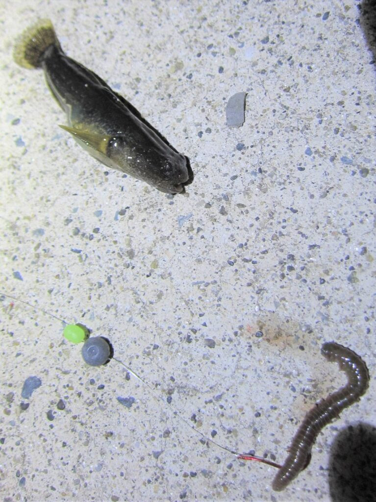 ハゼ釣り ほぼ日釣り日記 宮城