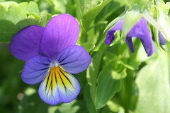 garden flower 032
