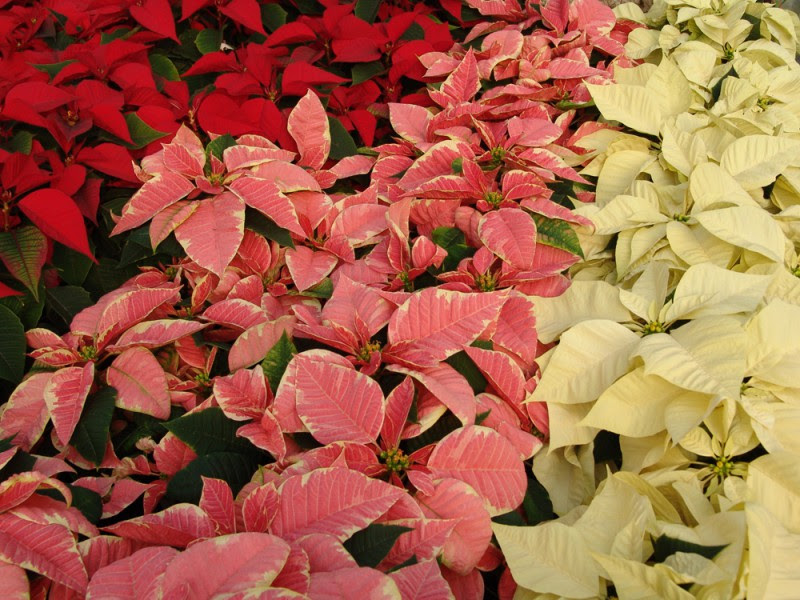 ポインセチアが半値で売られていたワケ クリスマスを彩る植物なんだけど ボタニカログ
