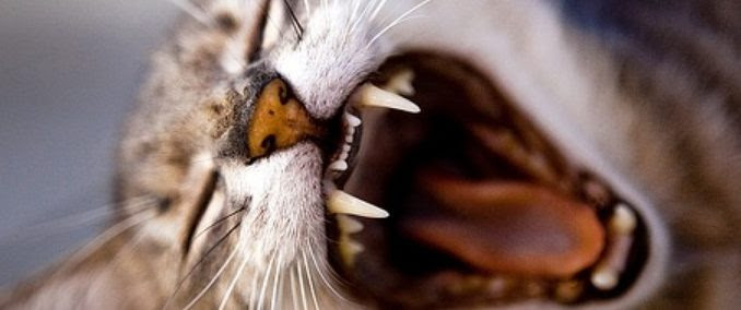 Perte Des Dents Chez Le Chat Causes Consequences Et Traitements