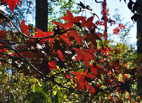 Liquidambar styraciflua (2)