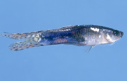 日本動物薬品株式会社 金魚の病気について