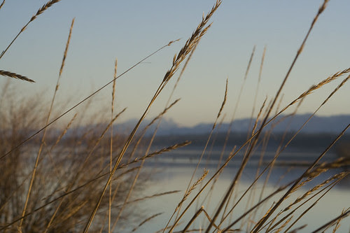 late afternoon light