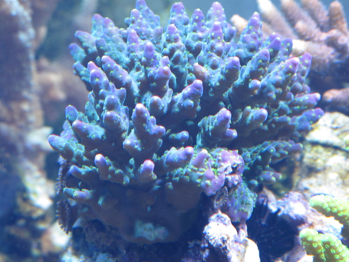 スゲミドリイシの変貌 ケントロピーゲ