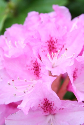 pink rhodie