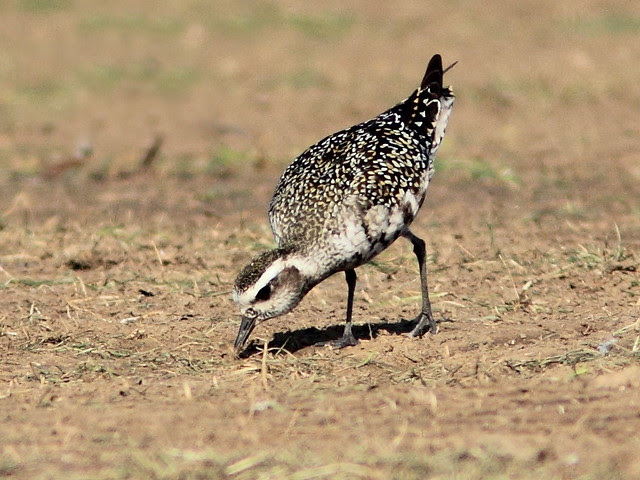 American Golden-Plover Pluvialis dominica 2-20120822