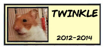 twinkle