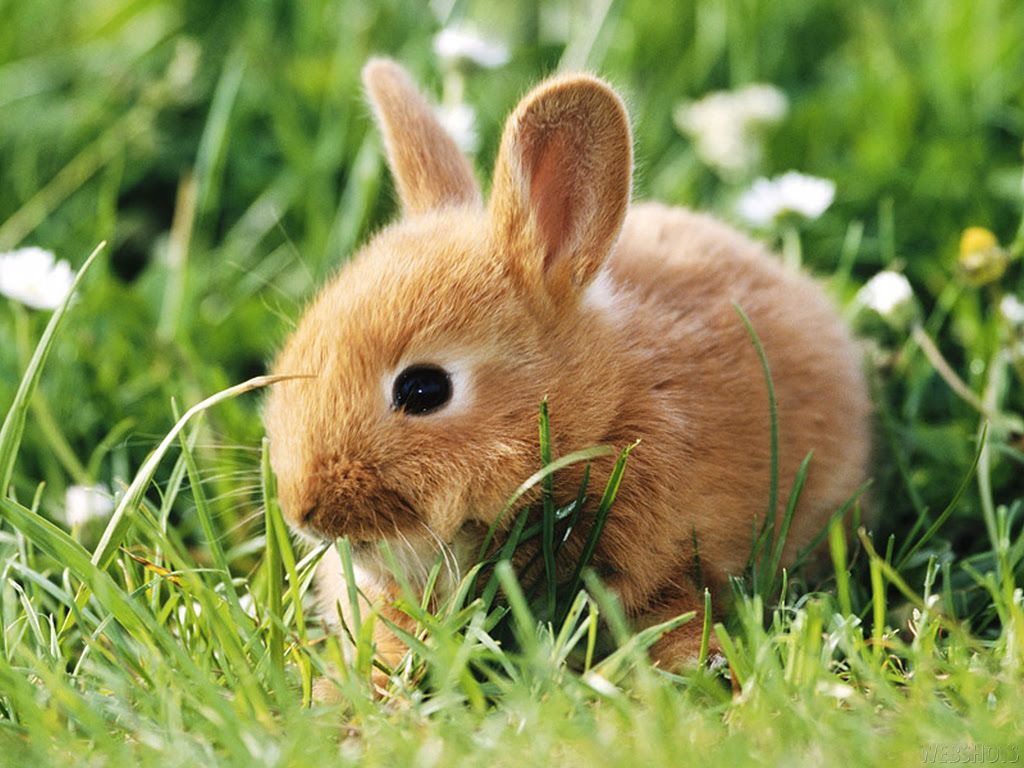 Bunny Wallpapers - Bunny Rabbits Wallpaper (128639) - Fanpop