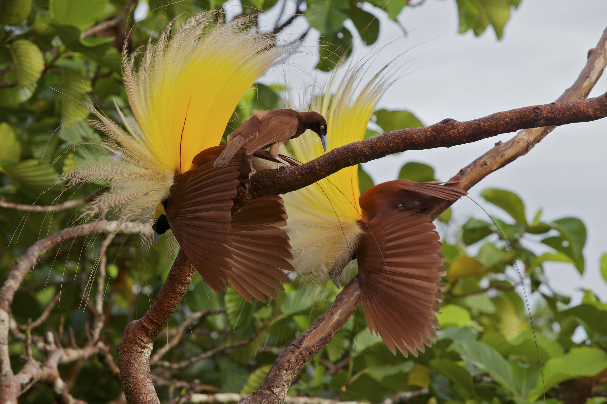 Wallpapers Birds Of Paradise Wallpaper Cave