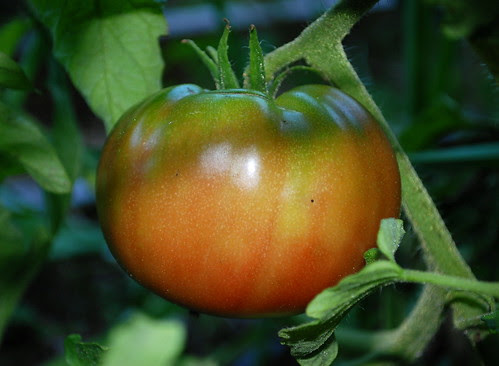 Black Krim