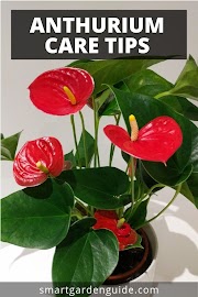 Terbaru 33+ Indoor Plant Anthurium Care