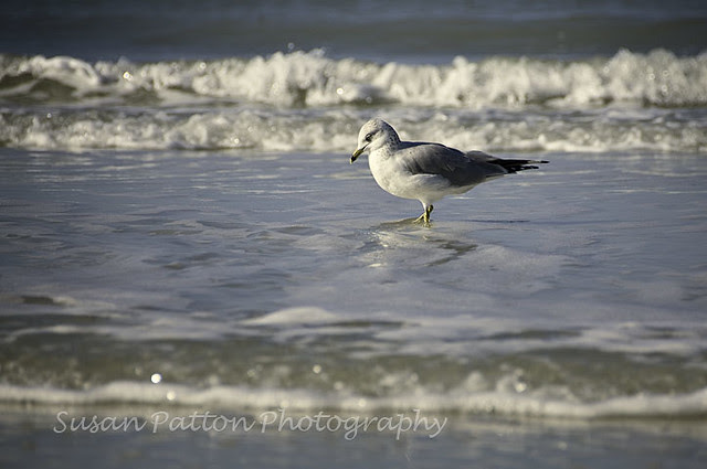 wWadingGull