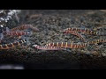 √完了しました！ クーリーローチ 餌 食べない 219343