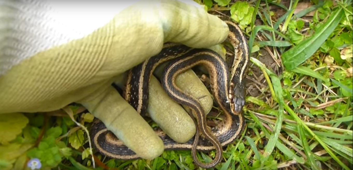 How to Identify a Shed Snake Skin