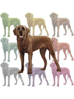 画像 土佐 犬 イラスト 最高の画像壁紙日本aad