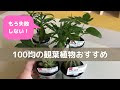 [最新] ダイソー 観葉植物 2020 100132-ダイソー 観葉植物 2020