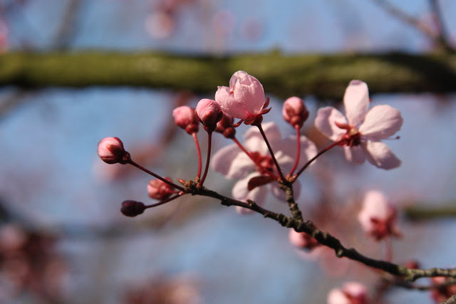 cherry blossoms, portland center park