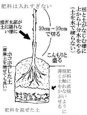 苗木の植え付け方のアドバイス 果樹苗木 成木通販の 特等大苗専門店 すだ農園 京都亀岡