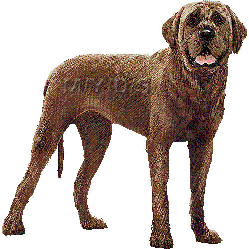 土佐犬 とさいぬ とさけん のイラスト 条件付フリー素材集