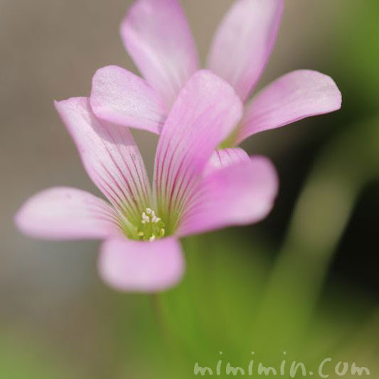 ムラサキカタバミの花の写真 花言葉 名前の由来 みみみんブログ