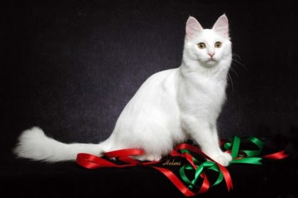 Turkish Van cat