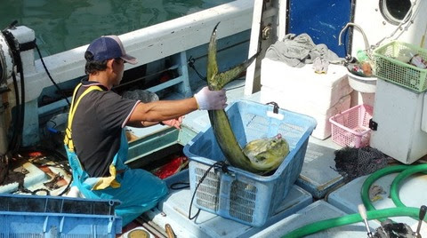 もう ねこまたぎ なんて言わせない 極上の天然魚 土佐料理 旬の鰹がゆく