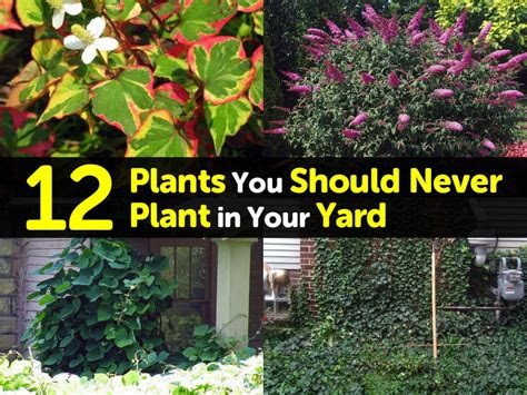 Together we will beat cancer available colours 12 Plants You Should Never Plant in Your Yard