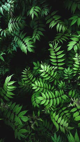 iphone wallpaper nature leaf Wallpaper leaf hd green nature wallpapers
background preview