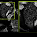 Listeria Under Microscope - Listeria Scare Isn T Over For Wawona Packing / If a direct sample is observed under the microscope, listeria can resemble cocci and can be mistaken.