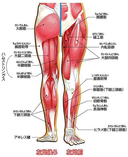 内転筋痙攣の原因と対策 ふぉるて上司ｓブログ