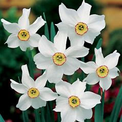 Narcissus poeticus is a very rare, beautiful heirloom Narcissus