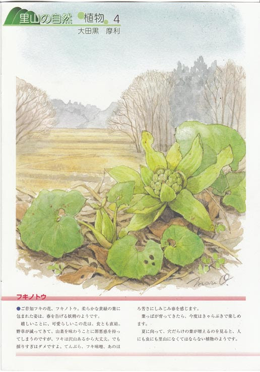 ふきのとうイラスト 私たちの自然 掲載 里山の絵日記