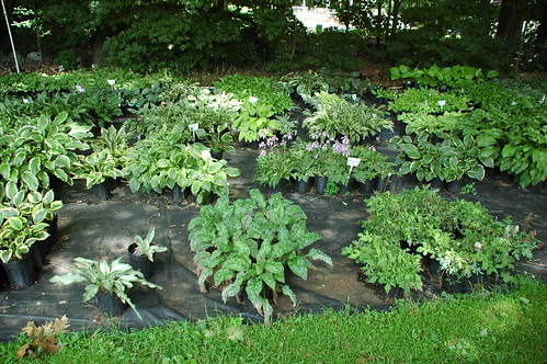 Hostas (and other shade plants) potted up at Southern Exposure Nursery