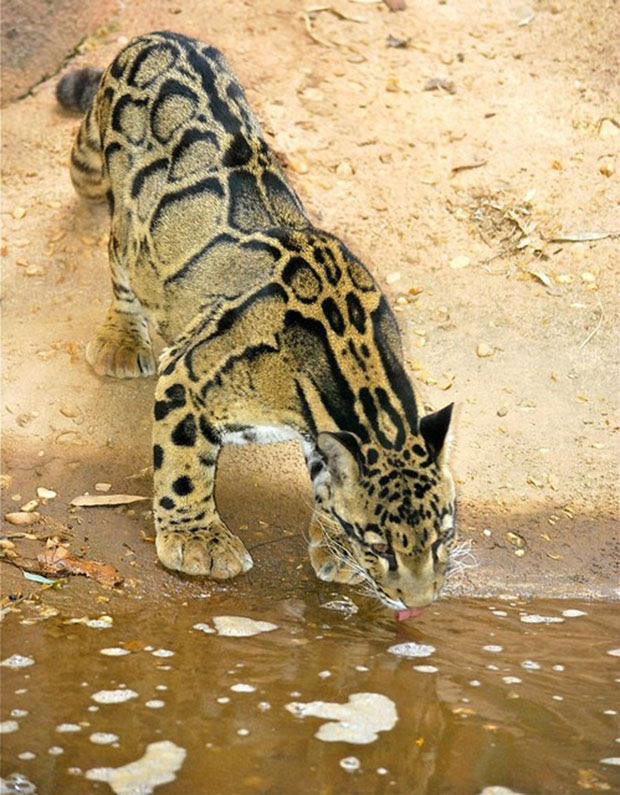 Leopardo nublado (www.imgur.com)