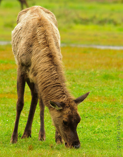 Grazing elk