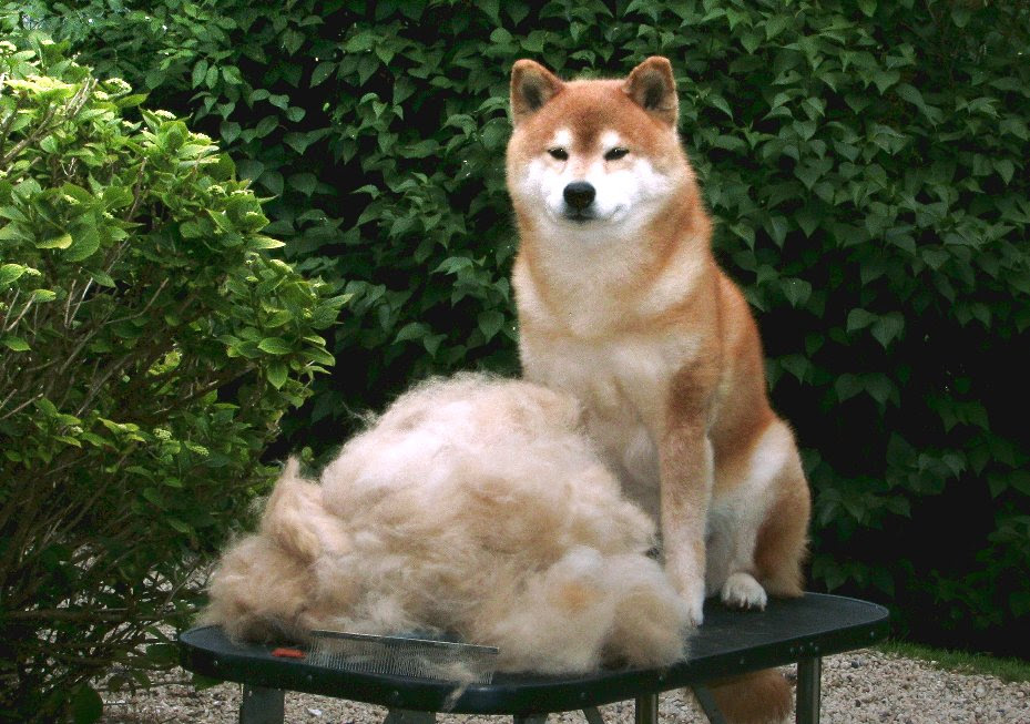The Shiba Inu