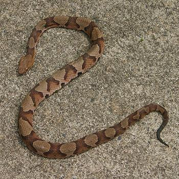 Copper Head Snake Venom