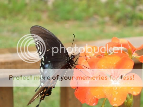 Photo Sharing and Video Hosting at Photobucket