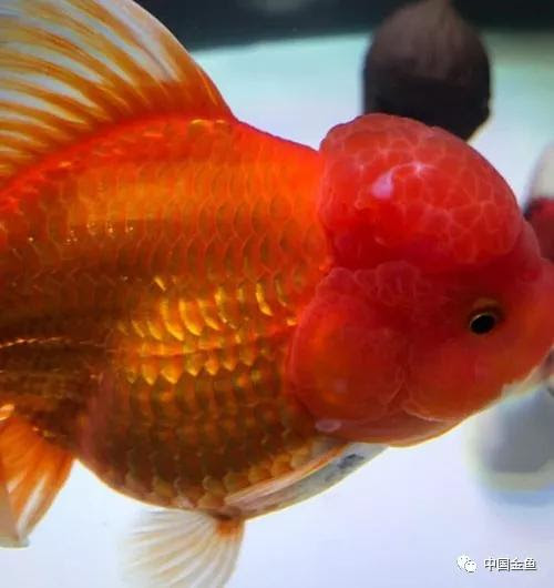 头瘤白点的治疗方法分析 金鱼