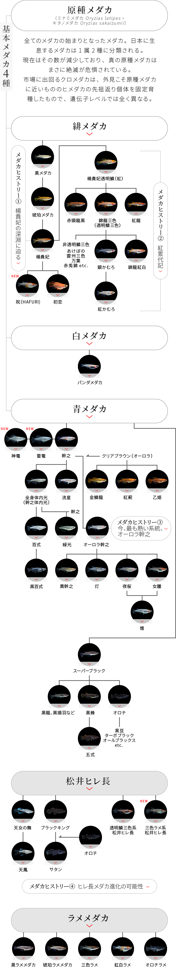 Kbo 趣味のメダカ 集めて楽しい カミハタビジネスオンライン